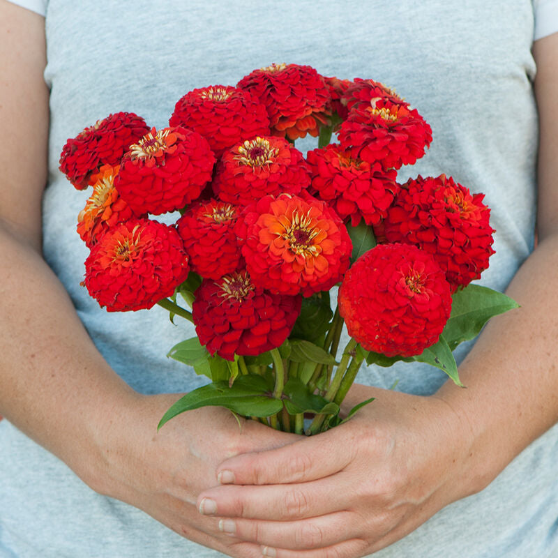 Oklahoma Scarlet
Zinnia Seed