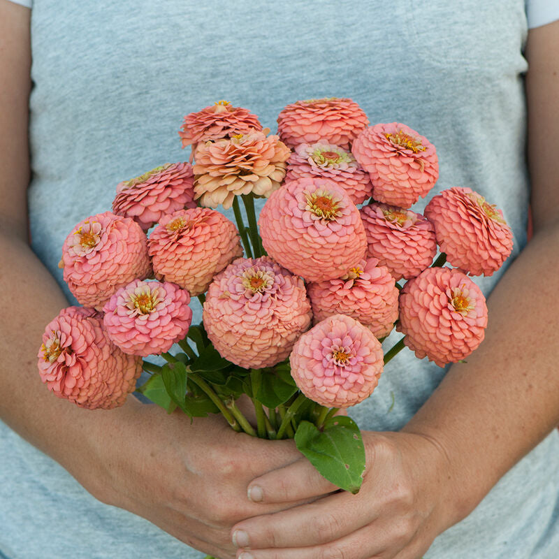 Oklahoma Salmon
Zinnia Seed