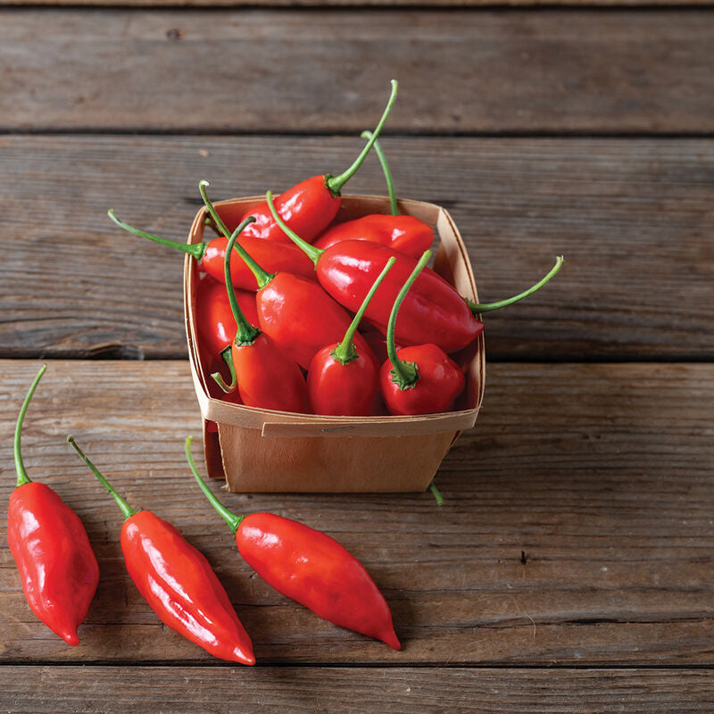 Hot Paper Lantern
Organic Habanero Pepper Seed