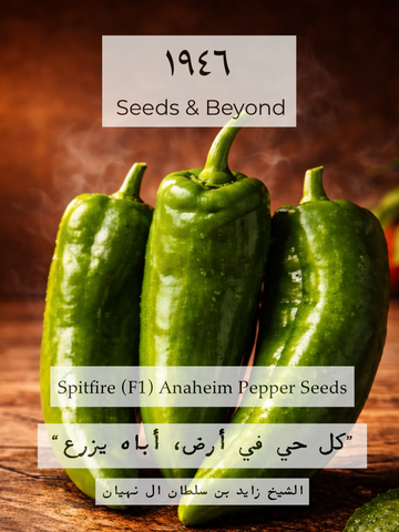 Spitfire
(F1) Anaheim Pepper Seed