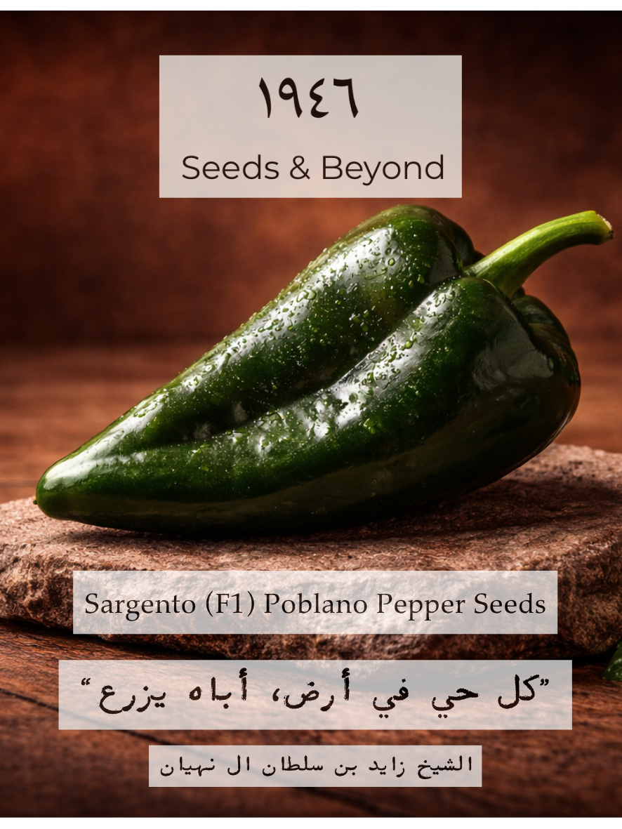 Sargento
(F1) Poblano Pepper Seed