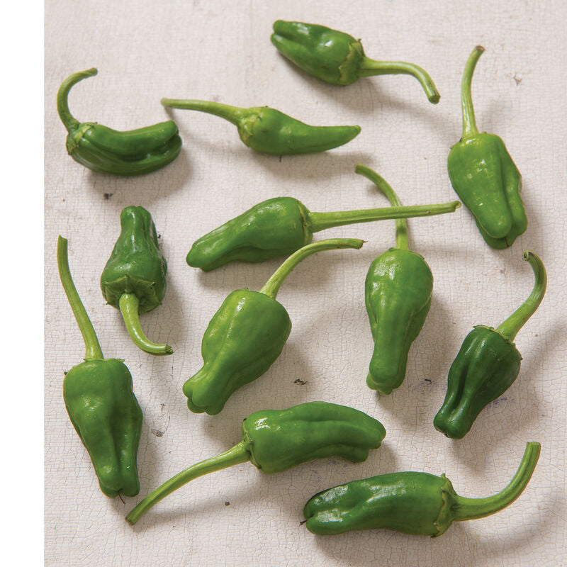 Padron
Organic Padron Pepper Seed