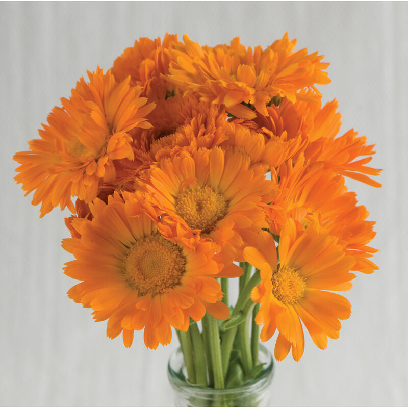 Alpha
Organic Calendula Seed