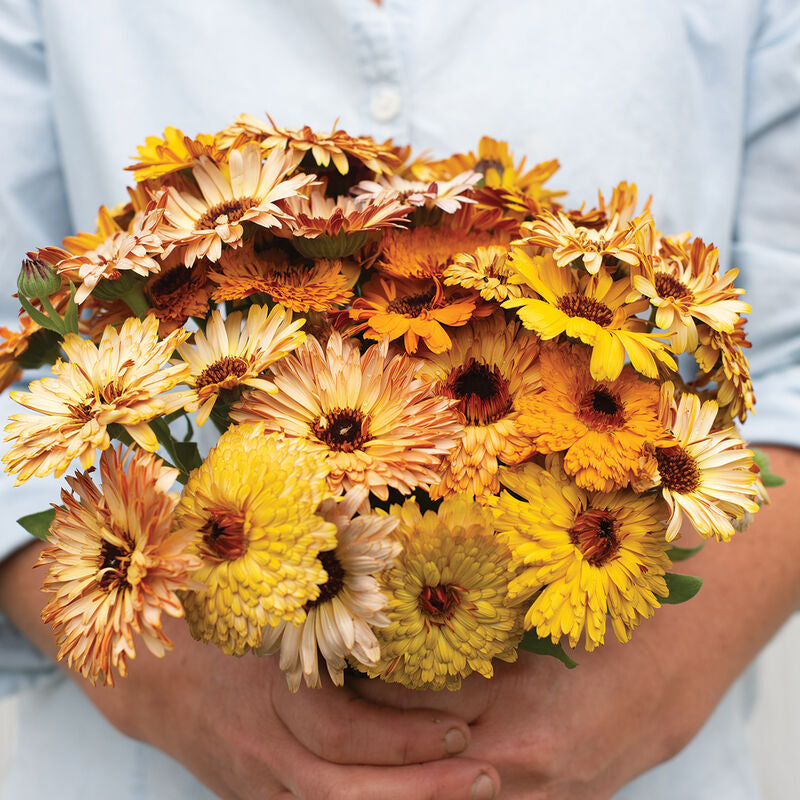 Flashback Mix
Organic Calendula Seed