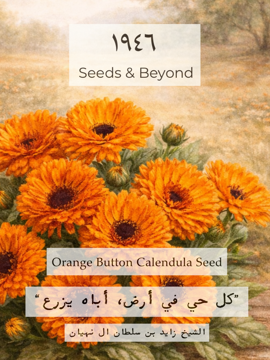 Orange Button
Calendula Seed