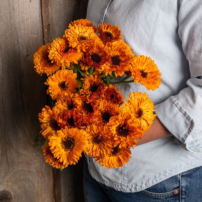 Orange Button
Calendula Seed