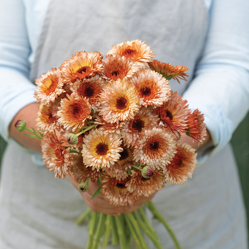 Orange Flash
Calendula Seed