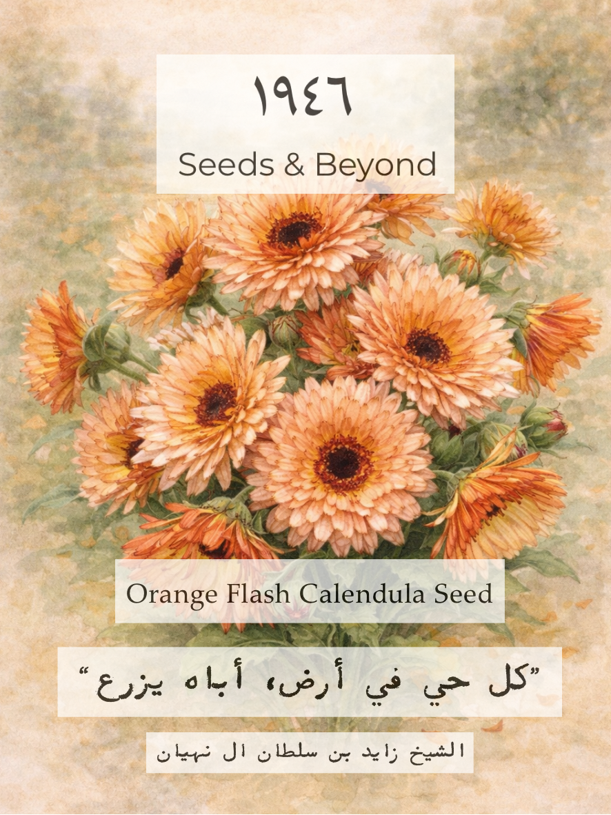 Orange Flash
Calendula Seed