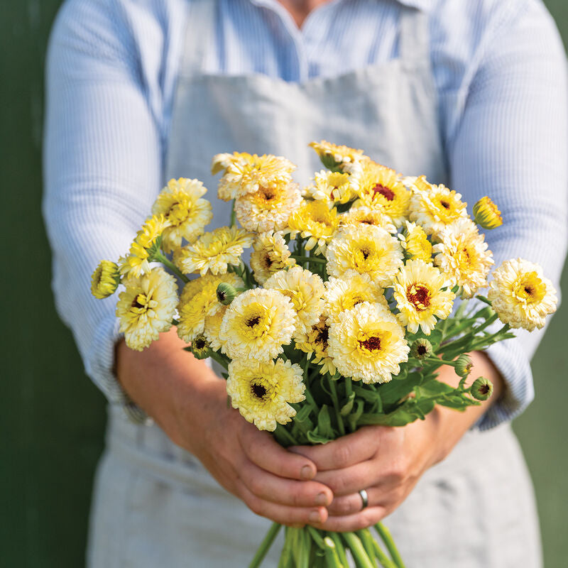 Ivory Princess
Calendula Seed