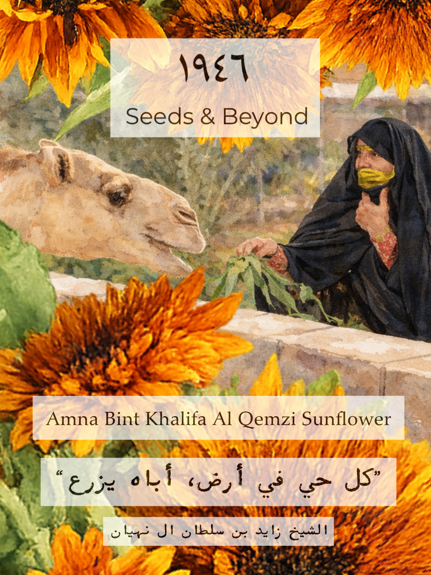 Amna Bin Khalifa Al Qemzi Sunflower