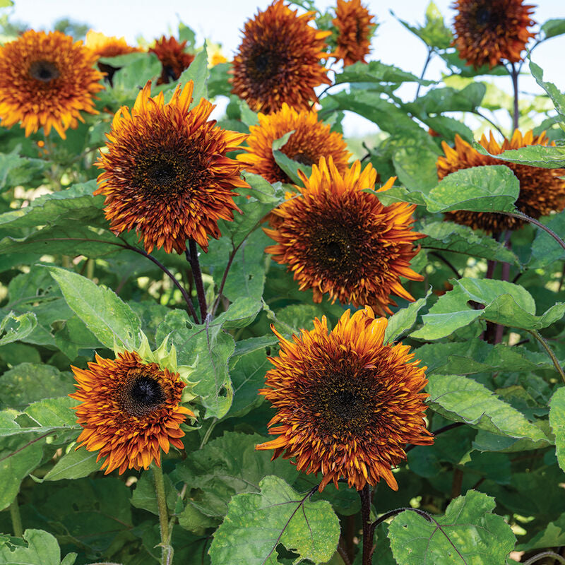 Amna Bin Khalifa Al Qemzi Sunflower