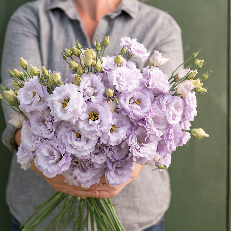 Voyage 2 Lavender
Pelleted (F1) Lisianthus