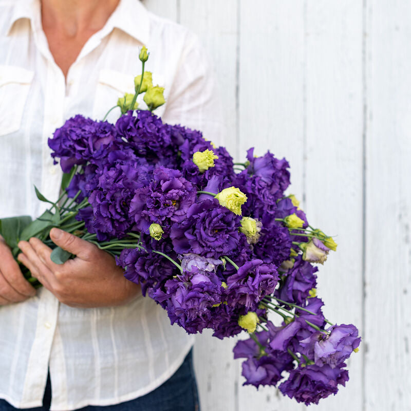 Voyage 2 Blue
Pelleted (F1) Lisianthus