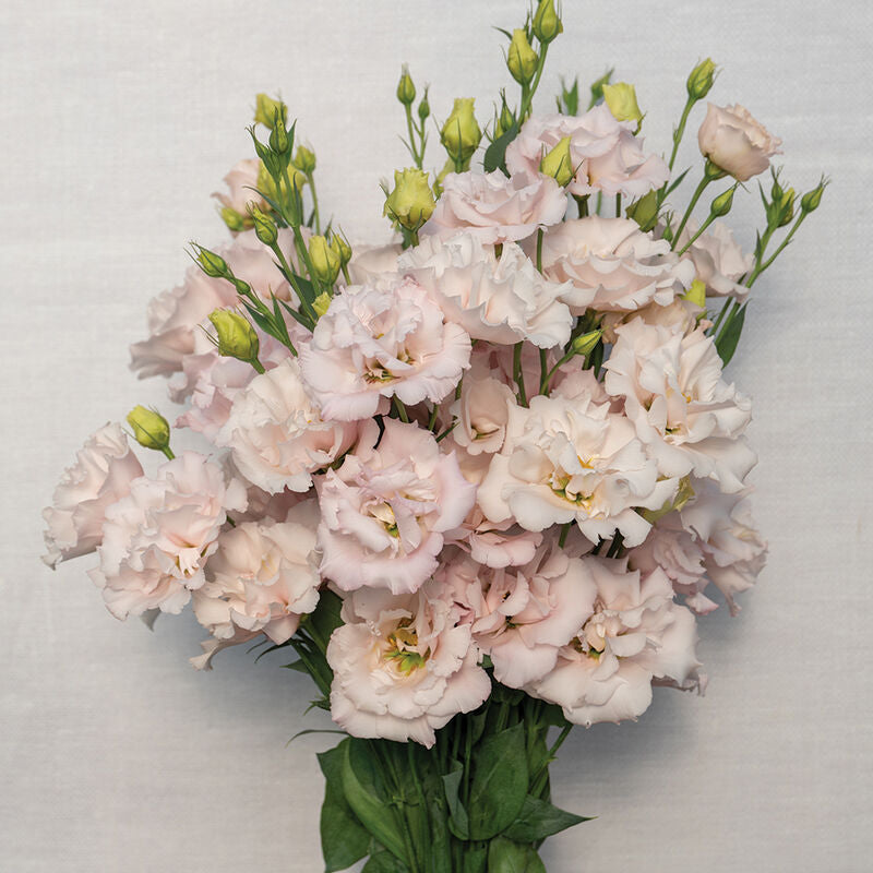 Corelli™ II Pink
Pelleted (F1) Lisianthus
