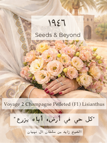 Voyage 2 Champagne
Pelleted (F1) Lisianthus