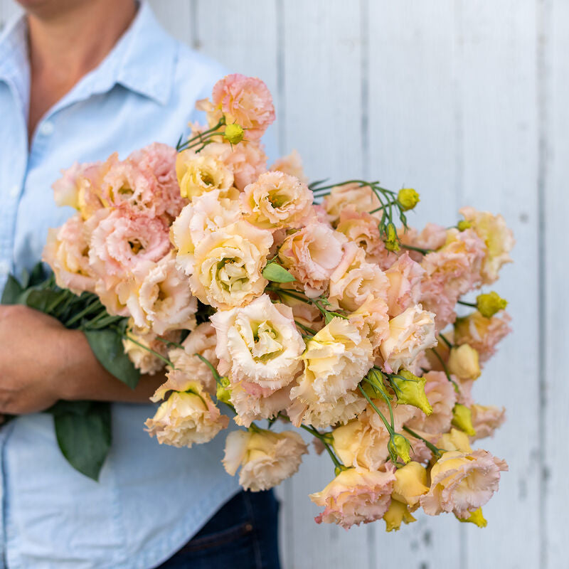 Voyage 2 Champagne
Pelleted (F1) Lisianthus