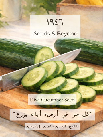 Diva
Cucumber Seed