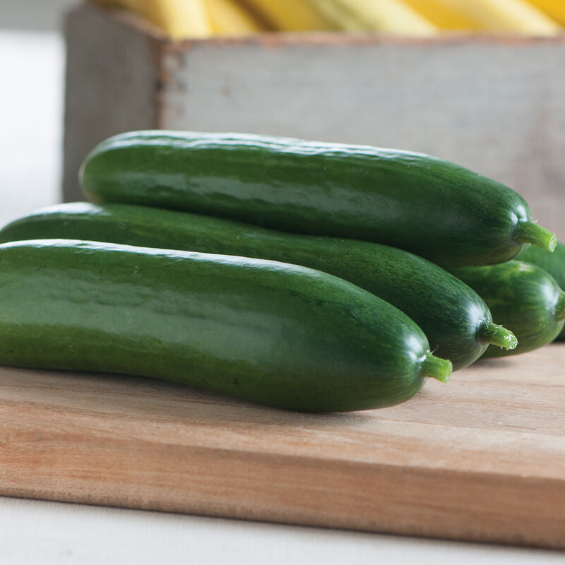Diva
Cucumber Seed