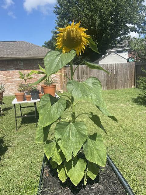 Titan Sunflower