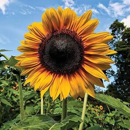 Russian Giant Sunflower