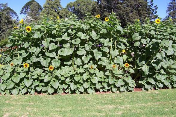 Tall Timber F1 Sunflower