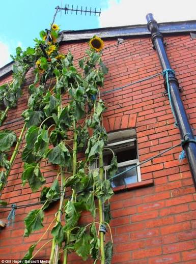 High Hope Sunflower
