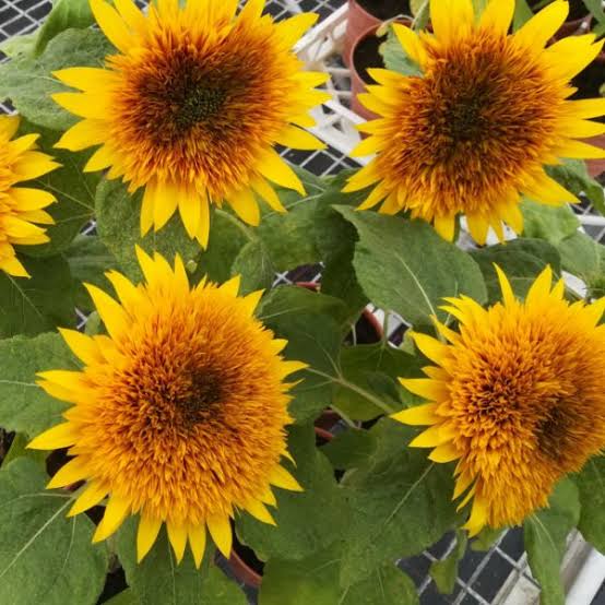 Firefox Sunflower