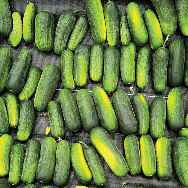 Super Max
(F1) Cucumber Seed
