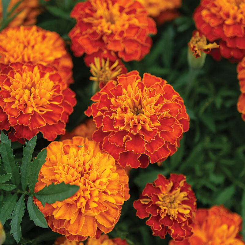 Bonanza™ Harmony
Marigold Seed