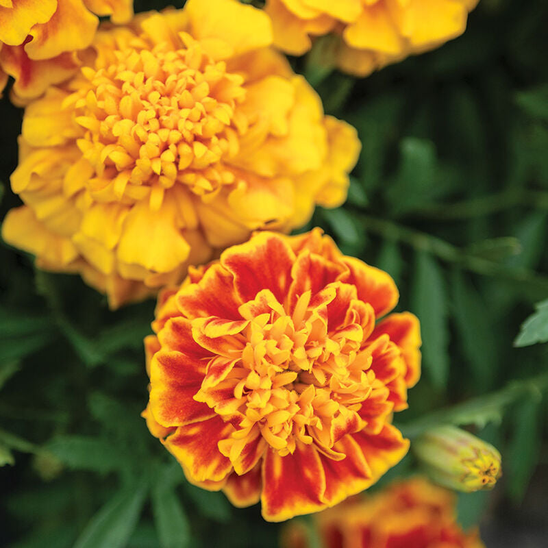 Bonanza™ Bee
Marigold Seed