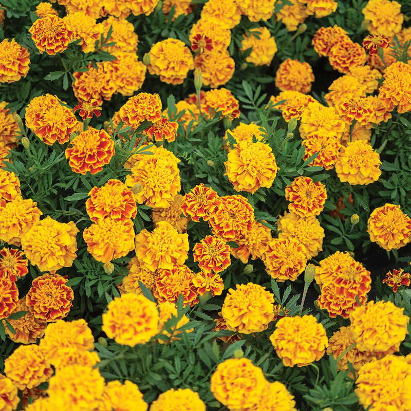 Bonanza™ Bee
Marigold Seed