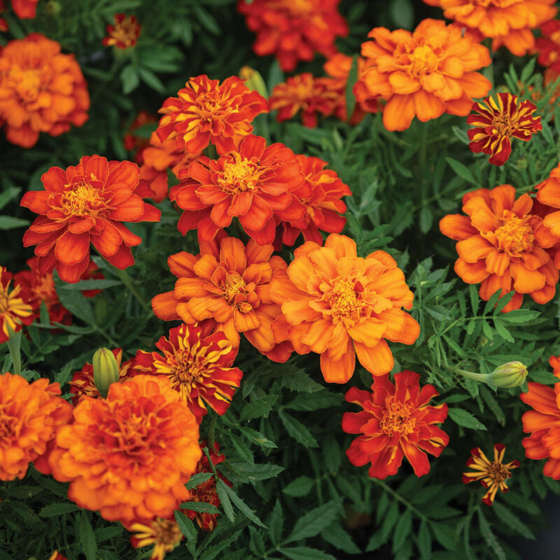 Durango Red
Marigold Seed