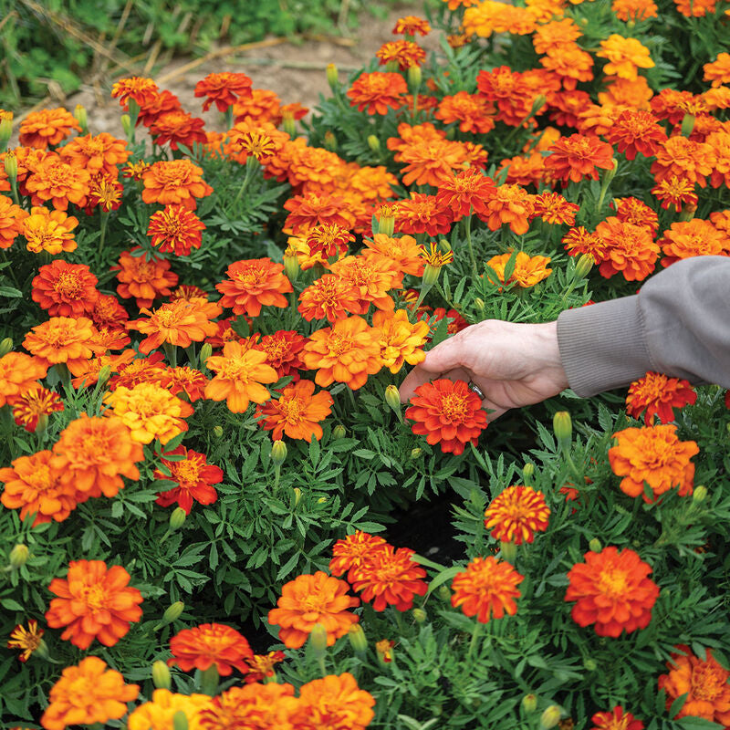 Durango Red
Marigold Seed