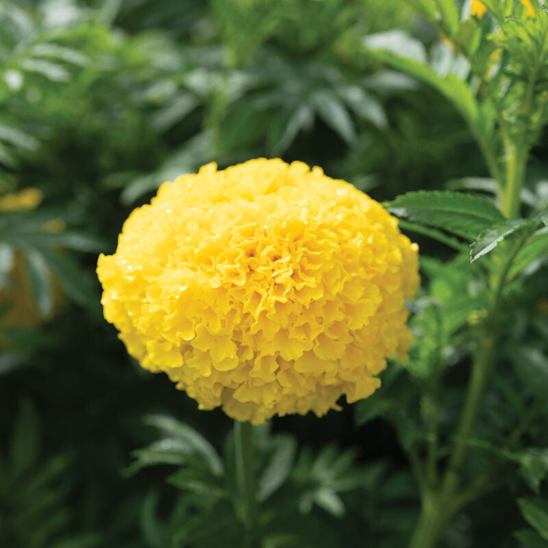 Coco™ Yellow
(F1) Marigold Seed