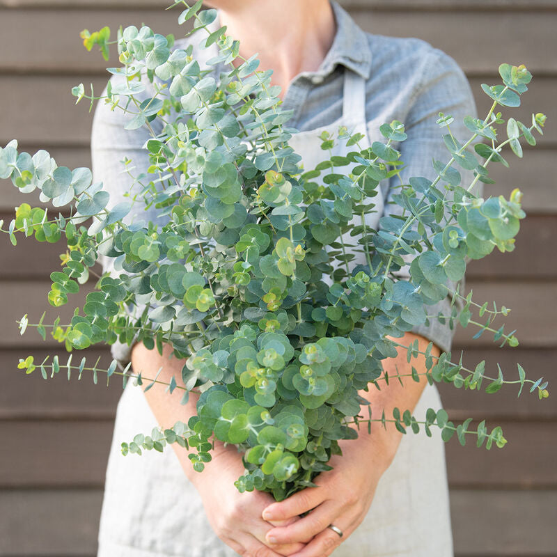 Baby Blue Bouquet
Eucalyptus Seed