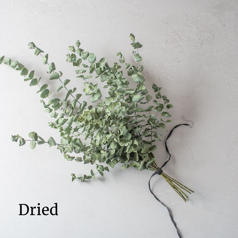 Baby Blue Bouquet
Eucalyptus Seed