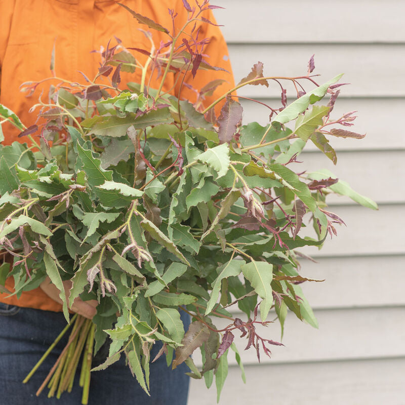 Lemon Bush
Eucalyptus Seed