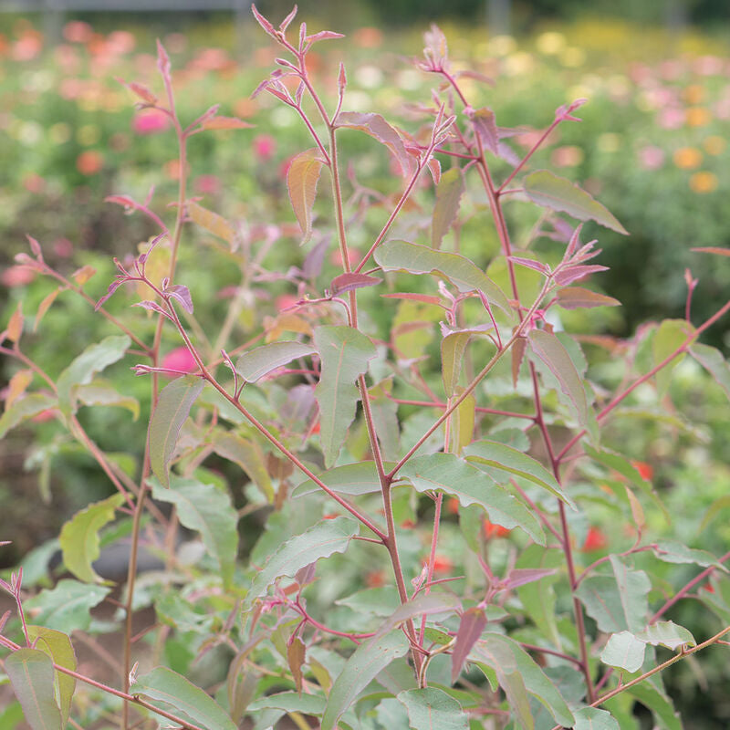 Lemon Bush
Eucalyptus Seed