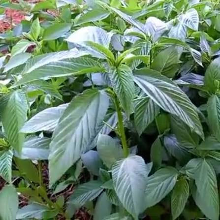 Molokhia Jute Mallow Seed