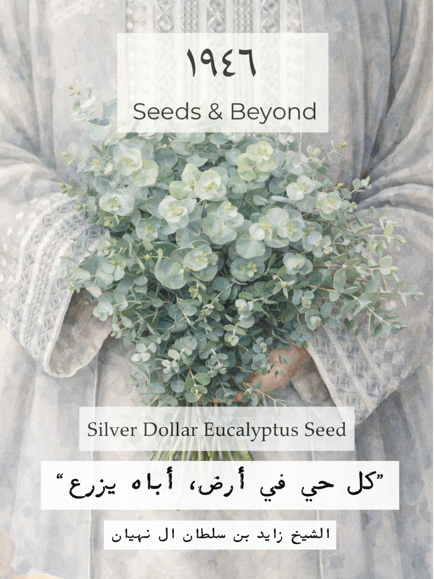 Silver Dollar
Eucalyptus Seed