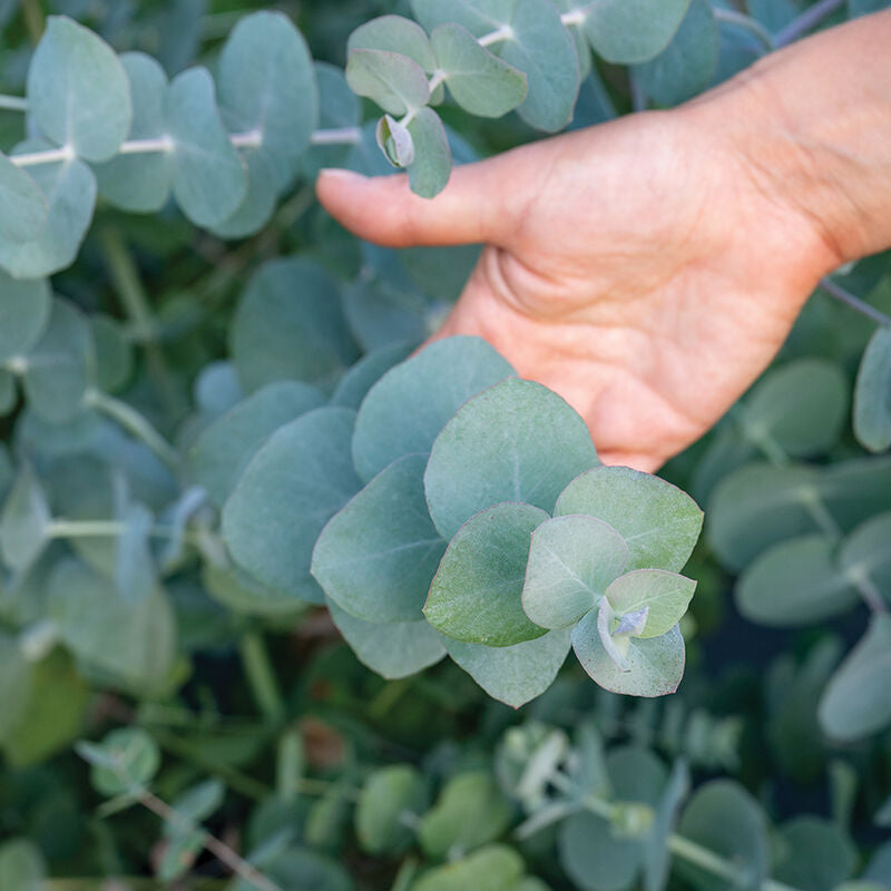 Silver Dollar
Eucalyptus Seed