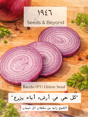 Barolo
(F1) Onion Seed