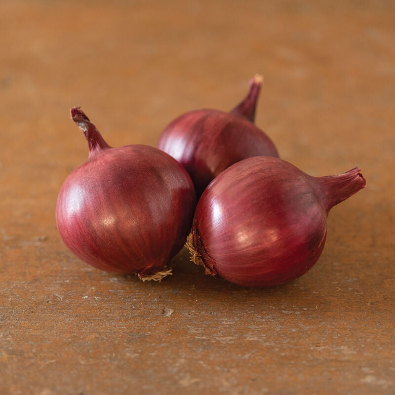 Barolo
(F1) Onion Seed
