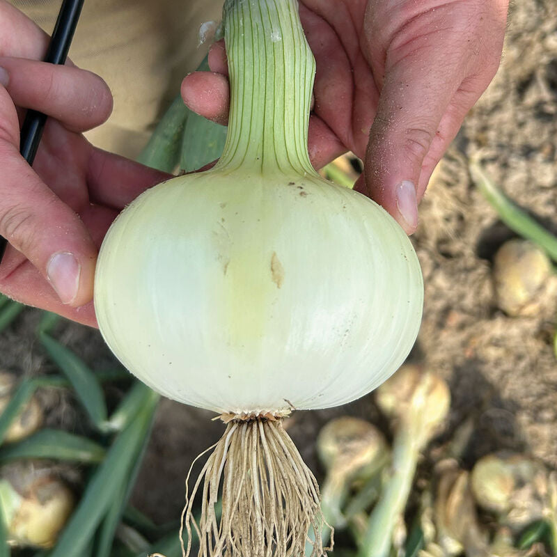 Vidora
(F1) Onion Seed
