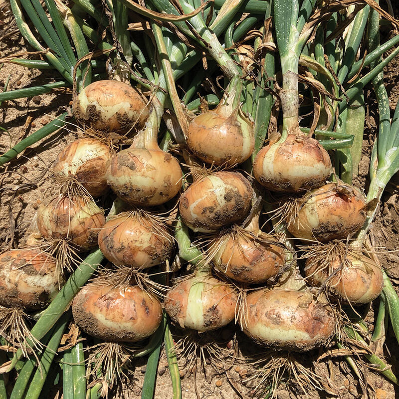 Vidora
(F1) Onion Seed