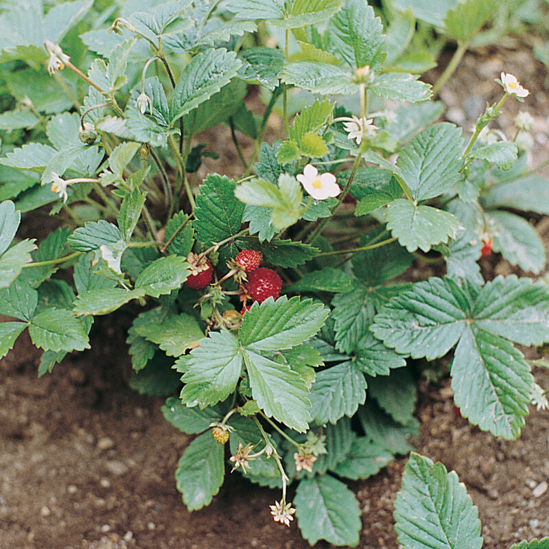 Alexandria
Strawberry Seed