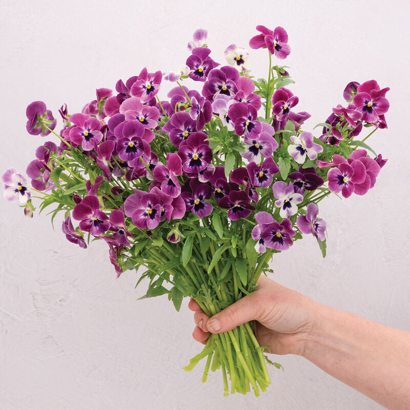 Sorbet® XP Raspberry
(F1) Viola Seed