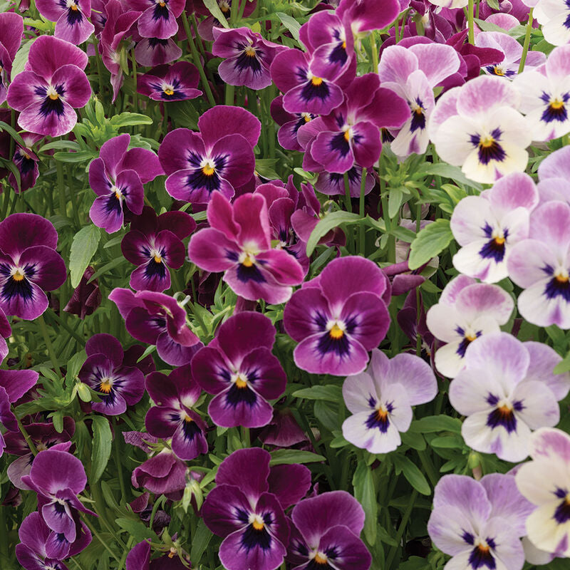 Sorbet® XP Raspberry
(F1) Viola Seed
