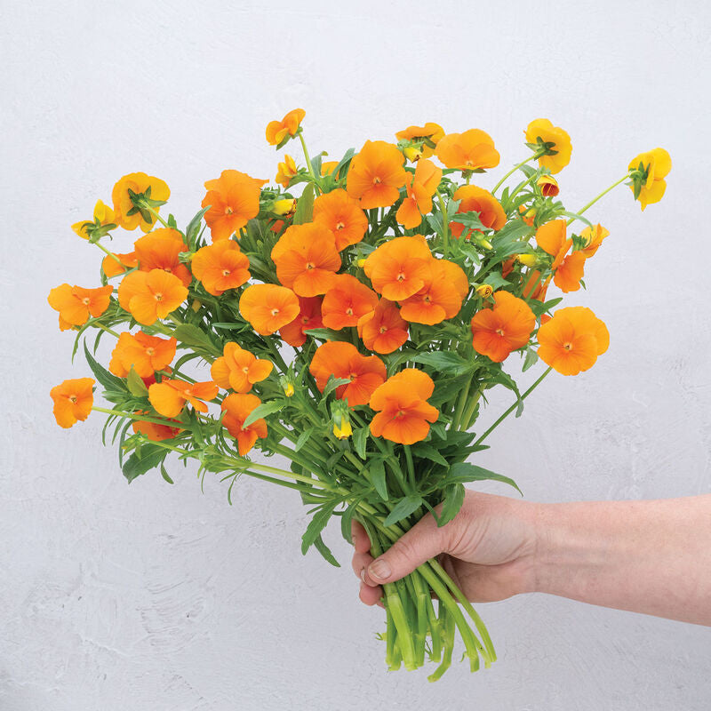 Sorbet® XP Deep Orange
(F1) Viola Seed