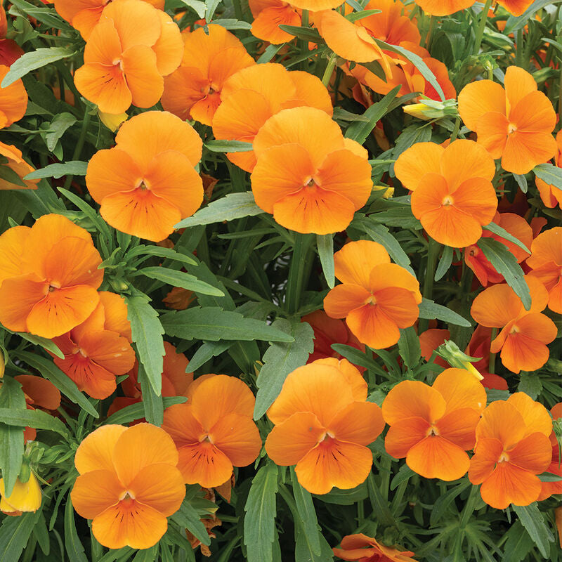 Sorbet® XP Deep Orange
(F1) Viola Seed